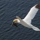 Helgoland