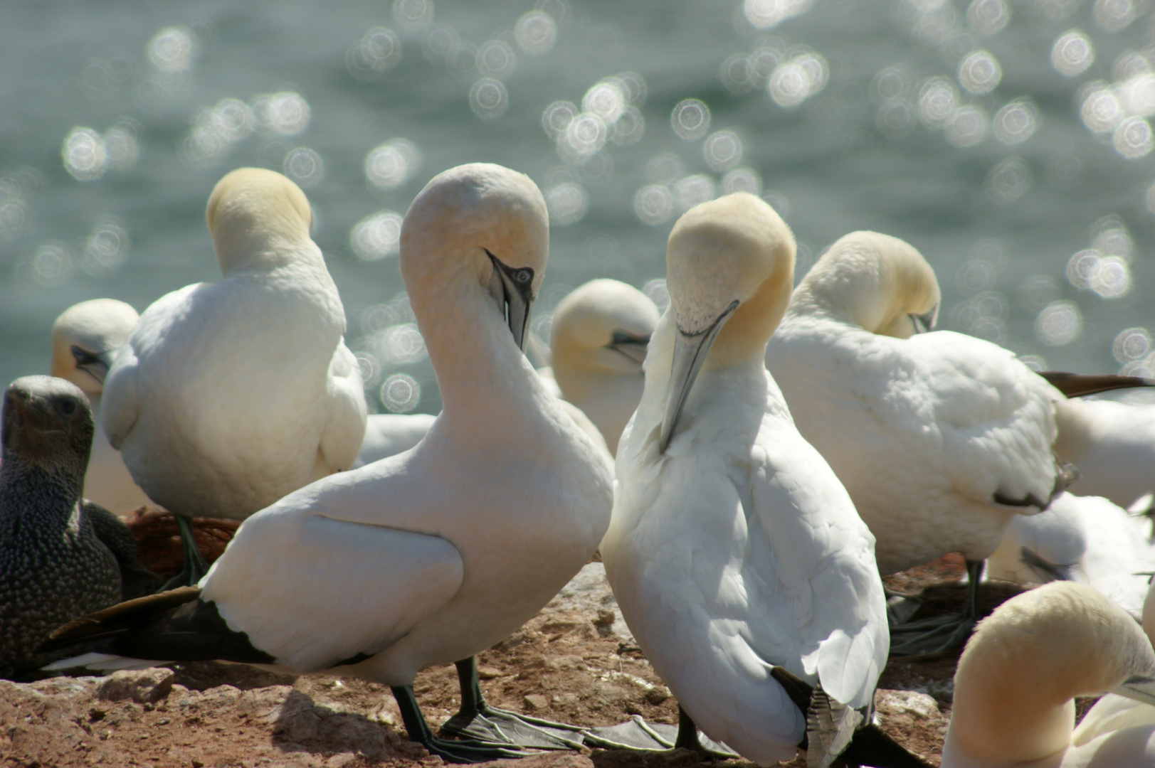 Basstölpel auf Helgoland