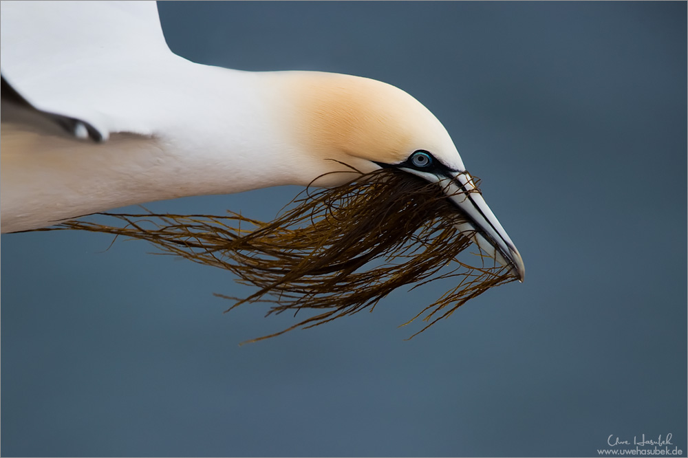 ***Basstölpel auf Helgoland***