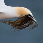 ***Basstölpel auf Helgoland***