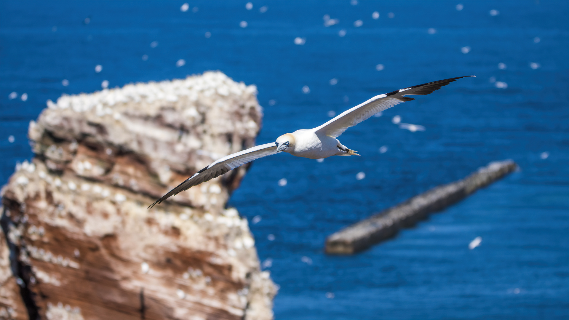 Basstölpel auf Helgoland