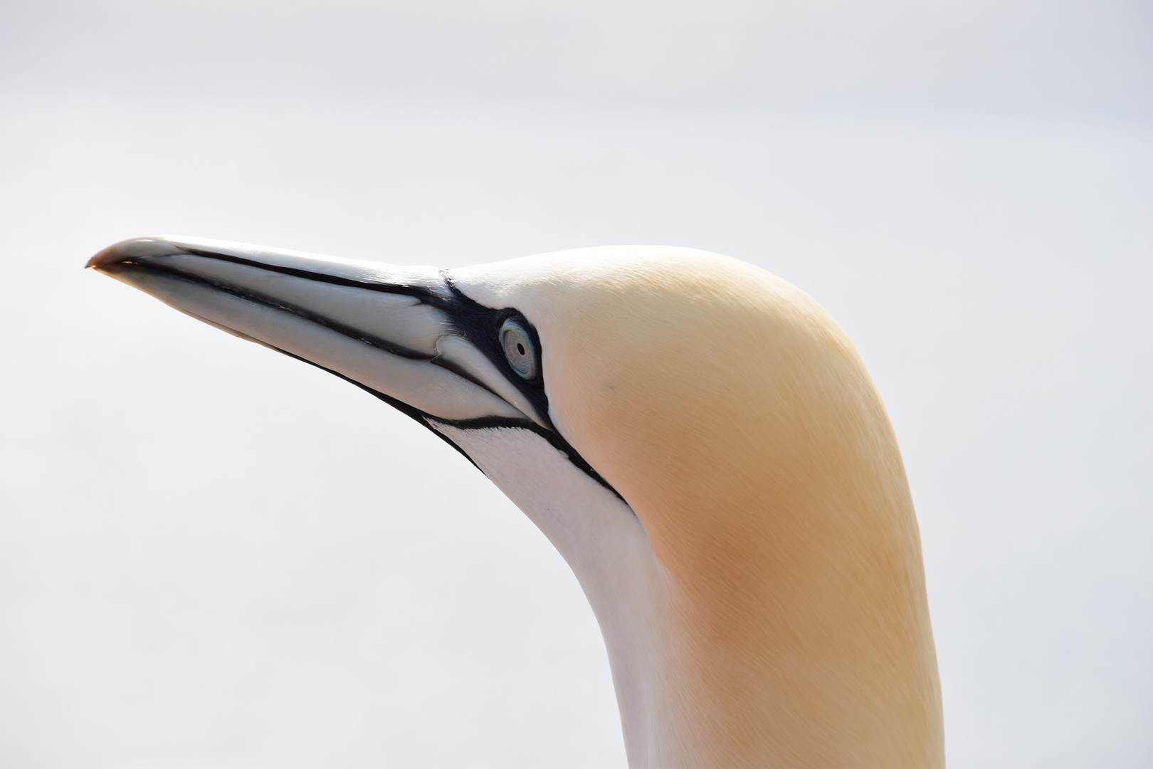 Basstölpel auf Helgoland