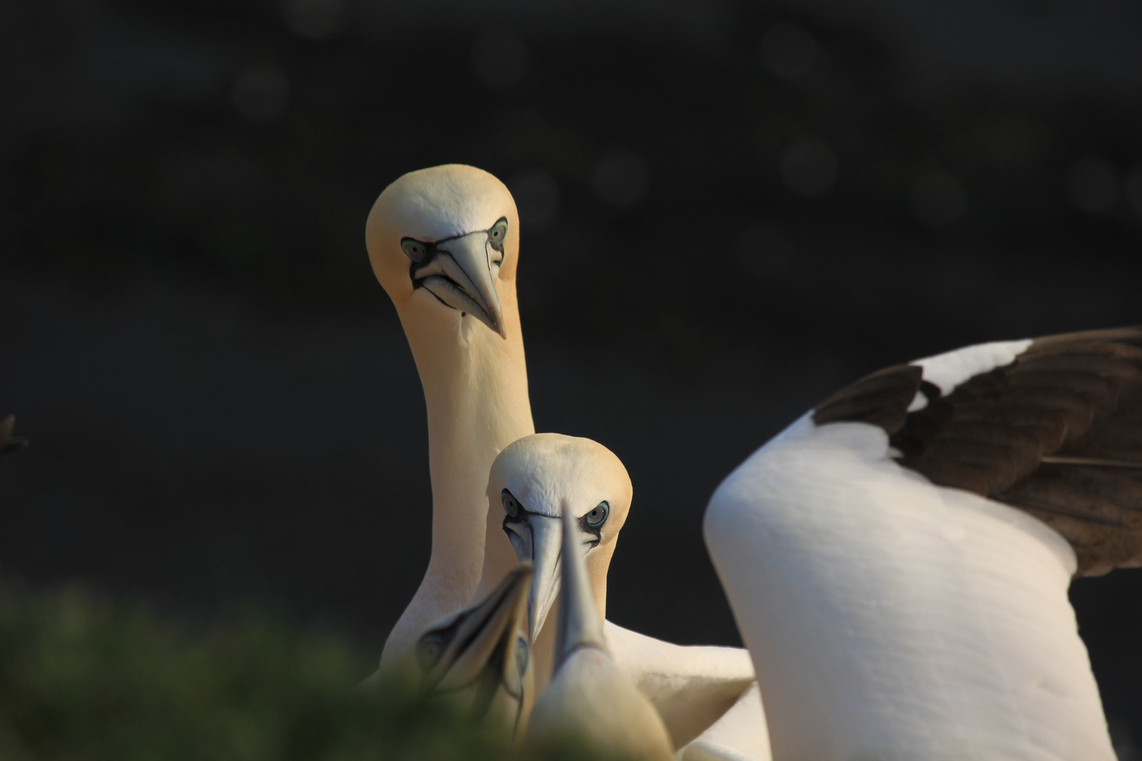 Basstölpel auf Helgoland