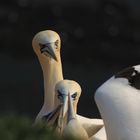 Basstölpel auf Helgoland