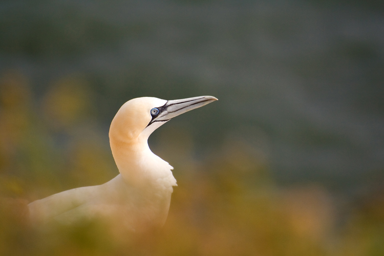 Basstölpel auf Helgoland