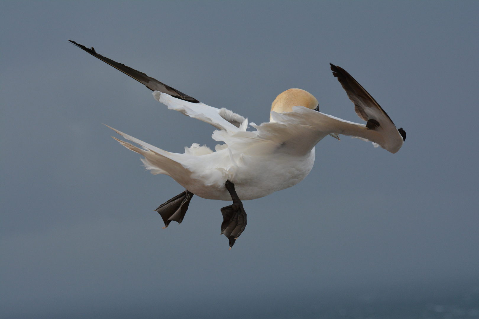 Basstölpel auf Helgoland 3