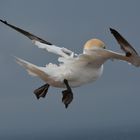 Basstölpel auf Helgoland 3