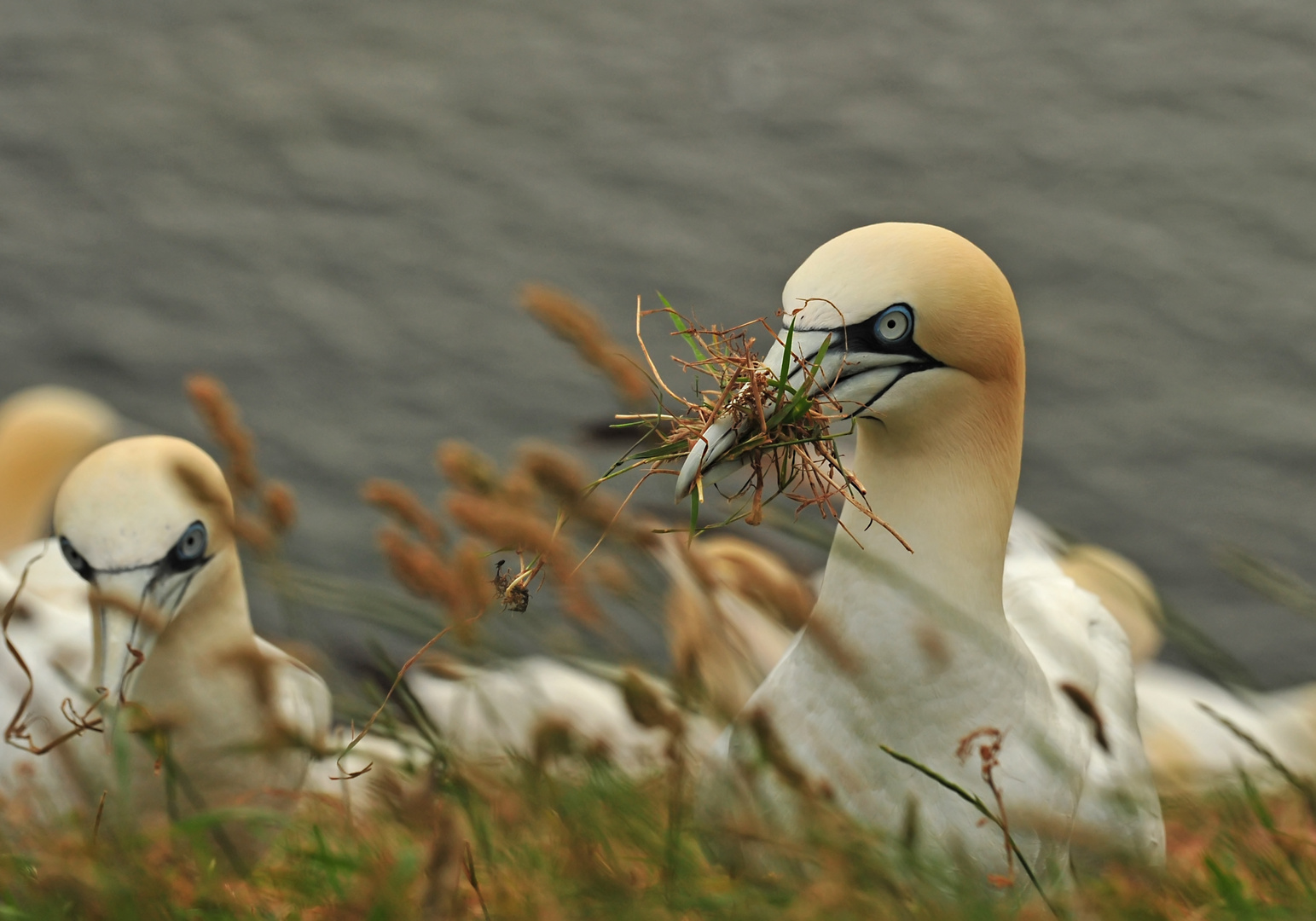 Basstölpel auf Helgoland 3