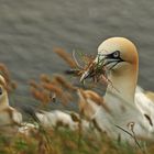 Basstölpel auf Helgoland 3