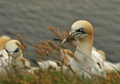 Basstölpel auf Helgoland 3