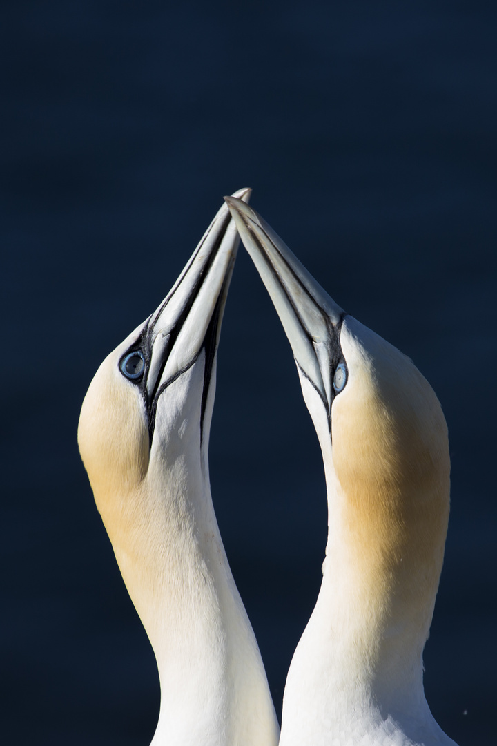 Basstölpel auf Helgoland 3