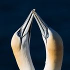 Basstölpel auf Helgoland 3