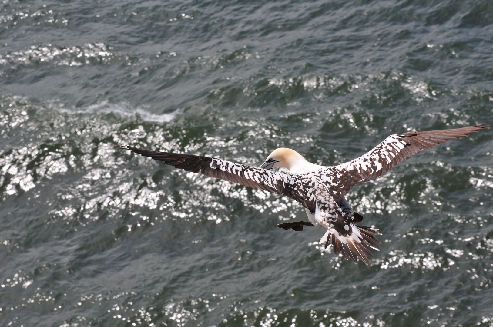 Basstölpel auf Helgoland 3