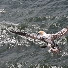 Basstölpel auf Helgoland 3