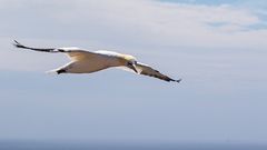 Basstölpel auf Helgoland-3