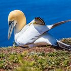 Basstölpel auf Helgoland