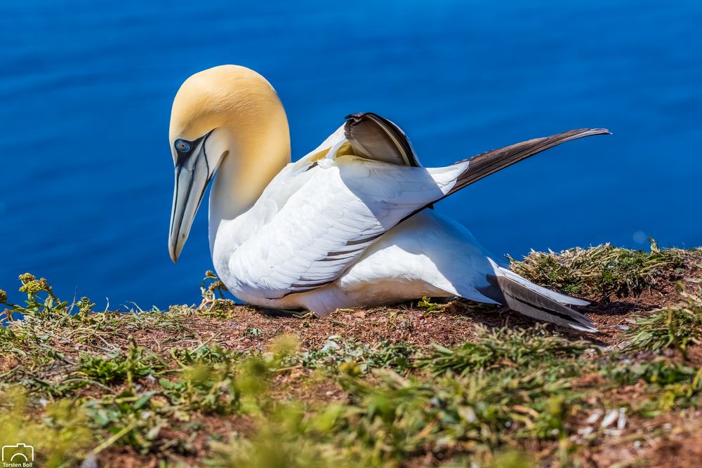 Basstölpel auf Helgoland