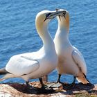 Basstölpel auf Helgoland.