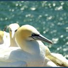 Basstölpel auf Helgoland