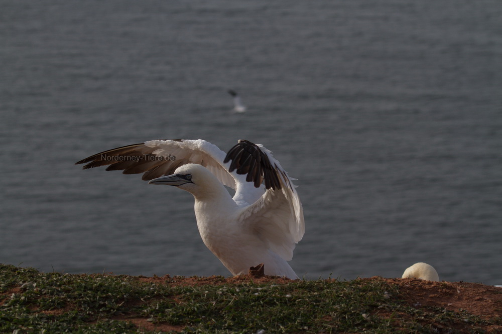 Basstölpel auf Helgoland