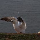 Basstölpel auf Helgoland