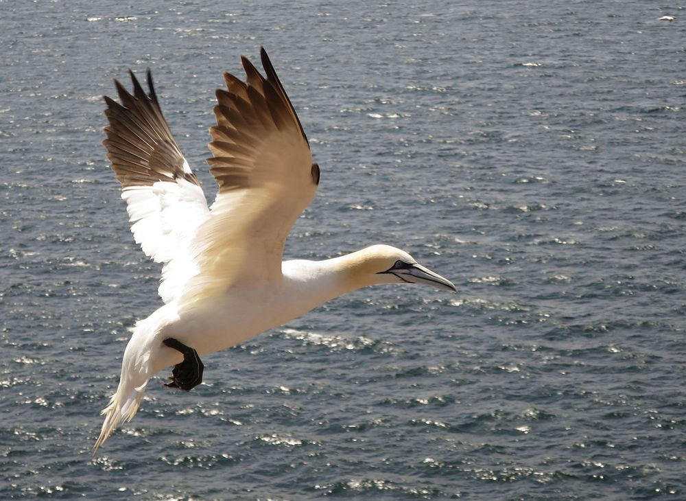 Basstölpel auf Helgoland