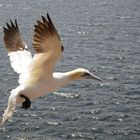 Basstölpel auf Helgoland