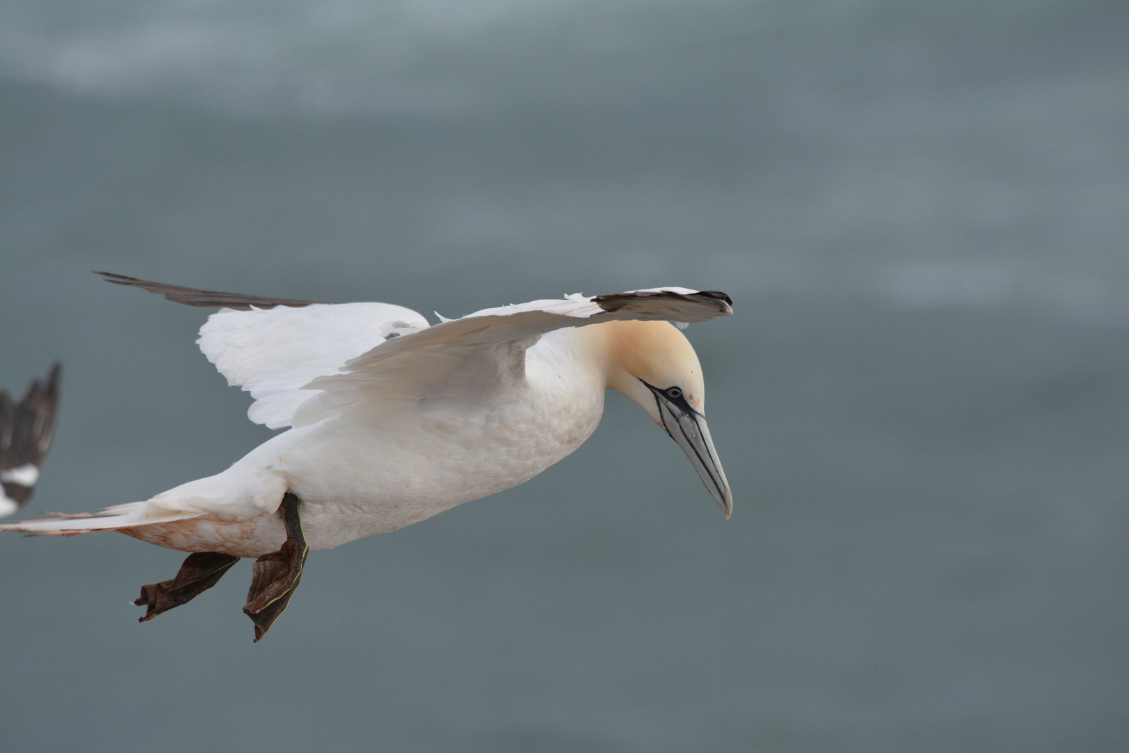 Basstölpel auf Helgoland