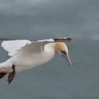 Basstölpel auf Helgoland