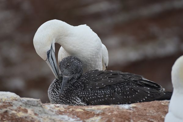 Basstölpel auf Helgoland.