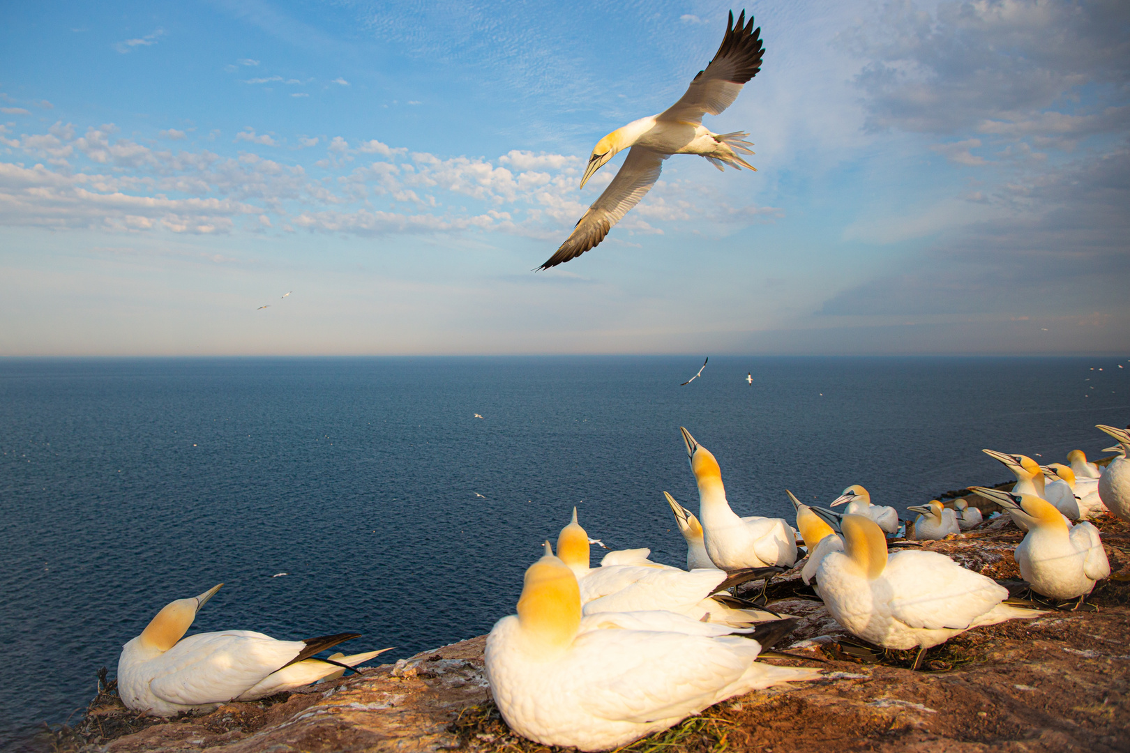 Basstölpel auf Helgoland