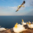 Basstölpel auf Helgoland