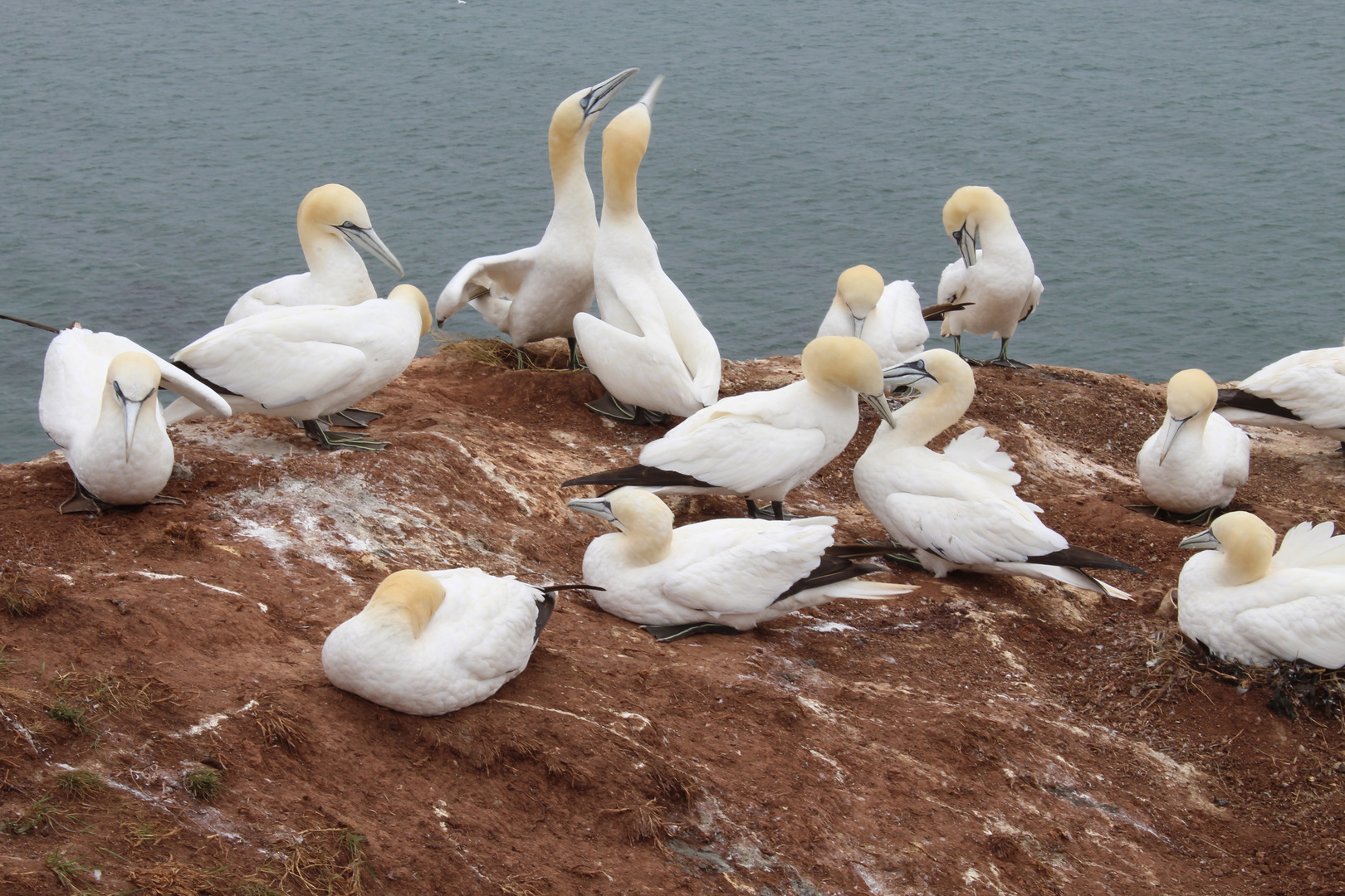 Basstölpel auf Helgoland