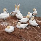 Basstölpel auf Helgoland