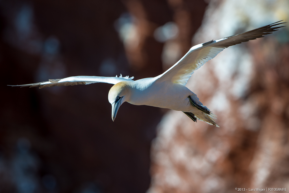 Basstölpel auf Helgoland #4