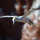 Basstölpel auf Helgoland #4