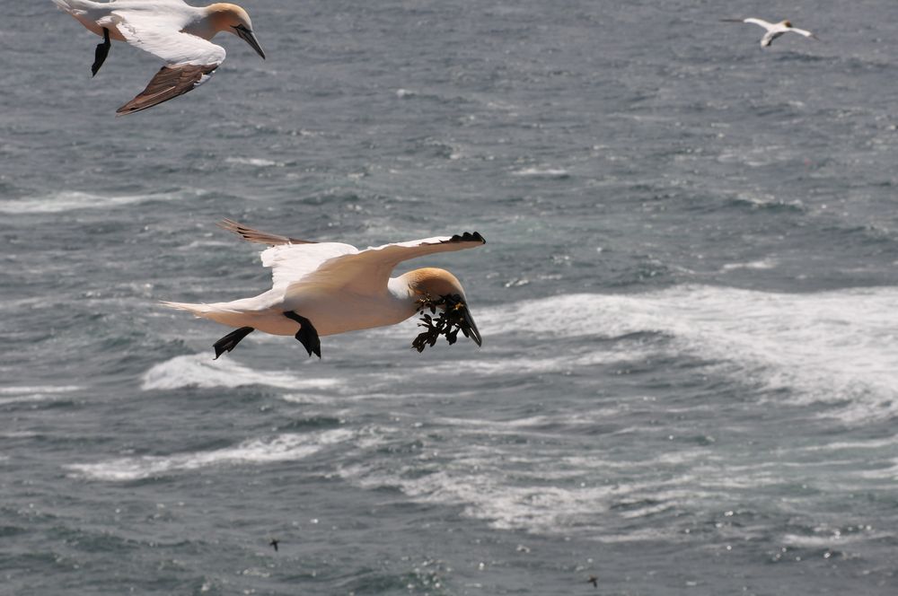 Basstölpel auf Helgoland 4