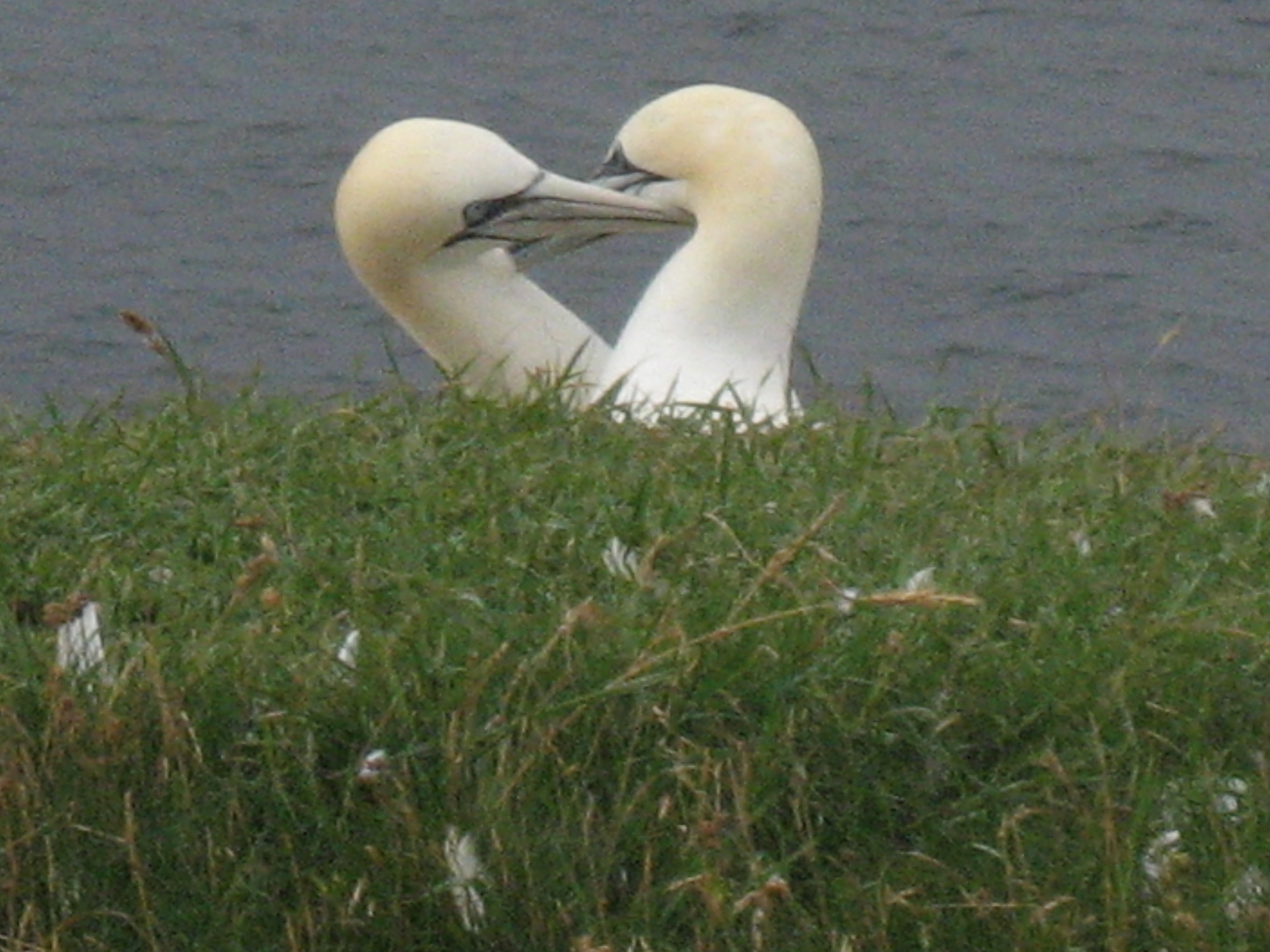 Basstölpel auf Helgoland