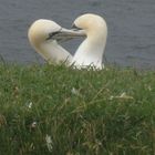 Basstölpel auf Helgoland