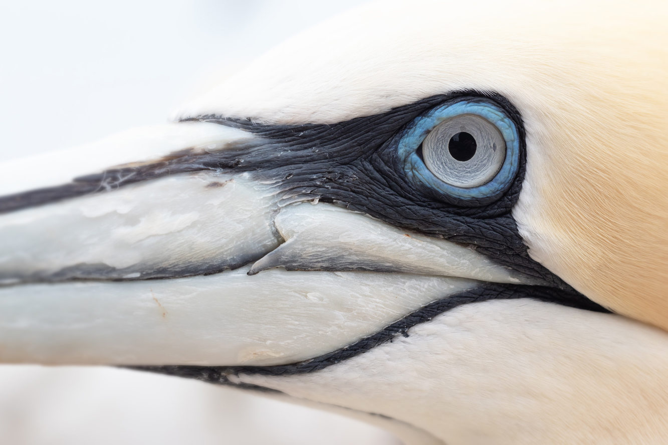 Basstölpel auf Helgoland