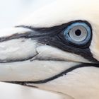 Basstölpel auf Helgoland