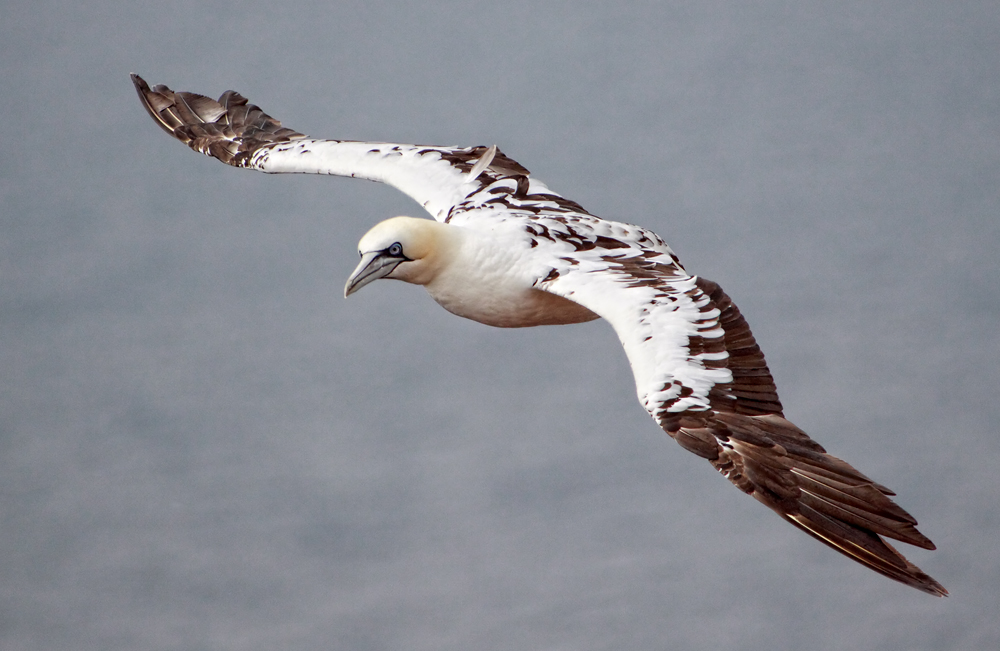 Basstölpel auf Helgoland ...