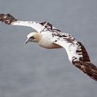 Basstölpel auf Helgoland ...