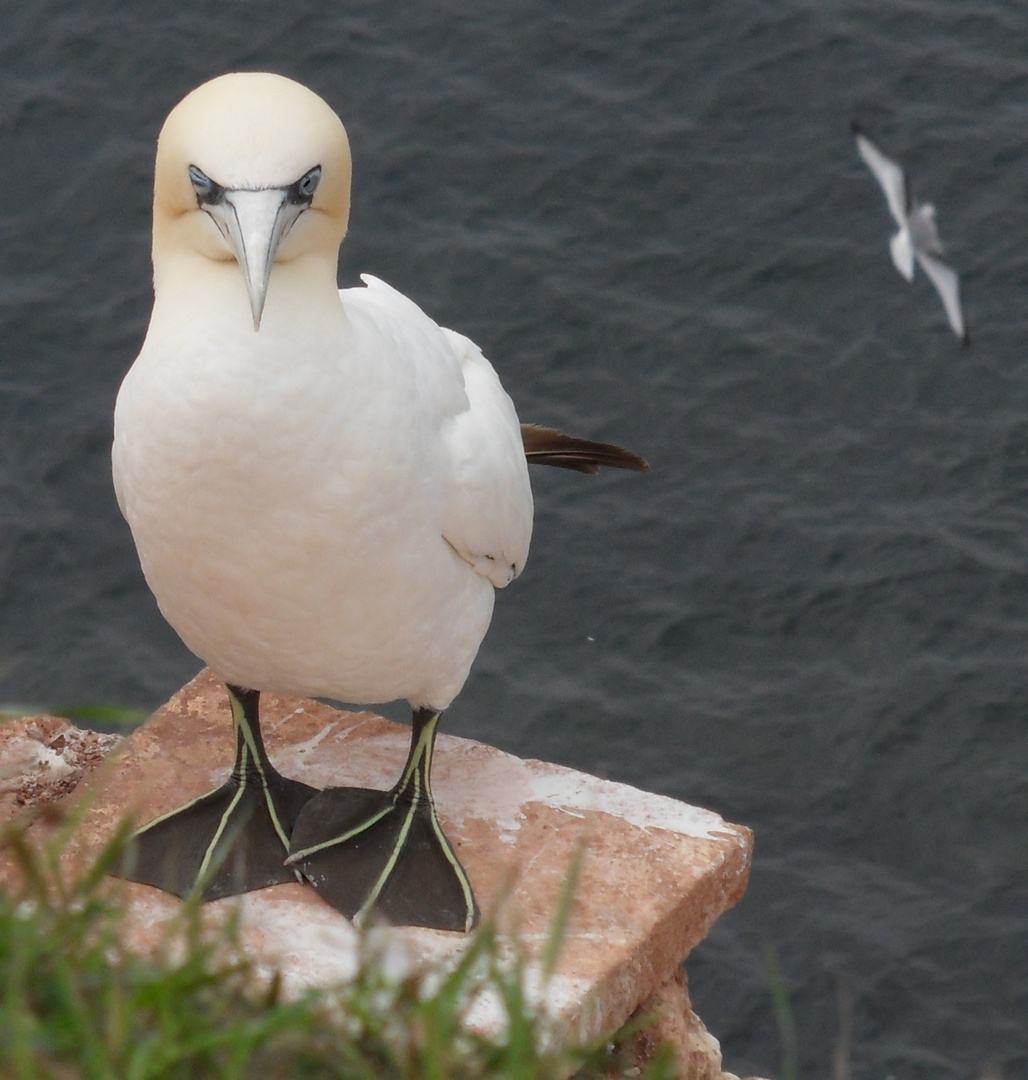 Basstölpel auf Helgoland