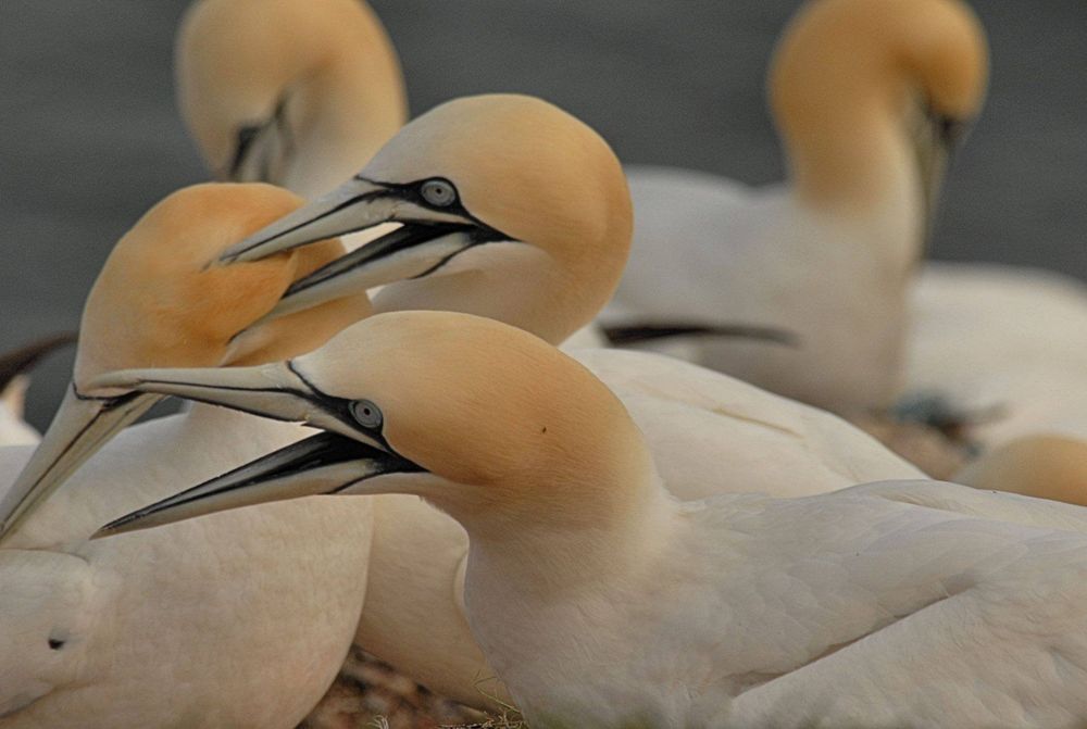 Basstölpel auf Helgoland