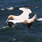 Basstölpel auf Helgoland 5