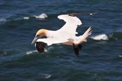 Basstölpel auf Helgoland 5