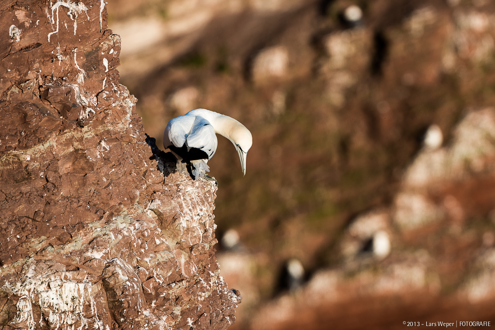 Basstölpel auf Helgoland #5