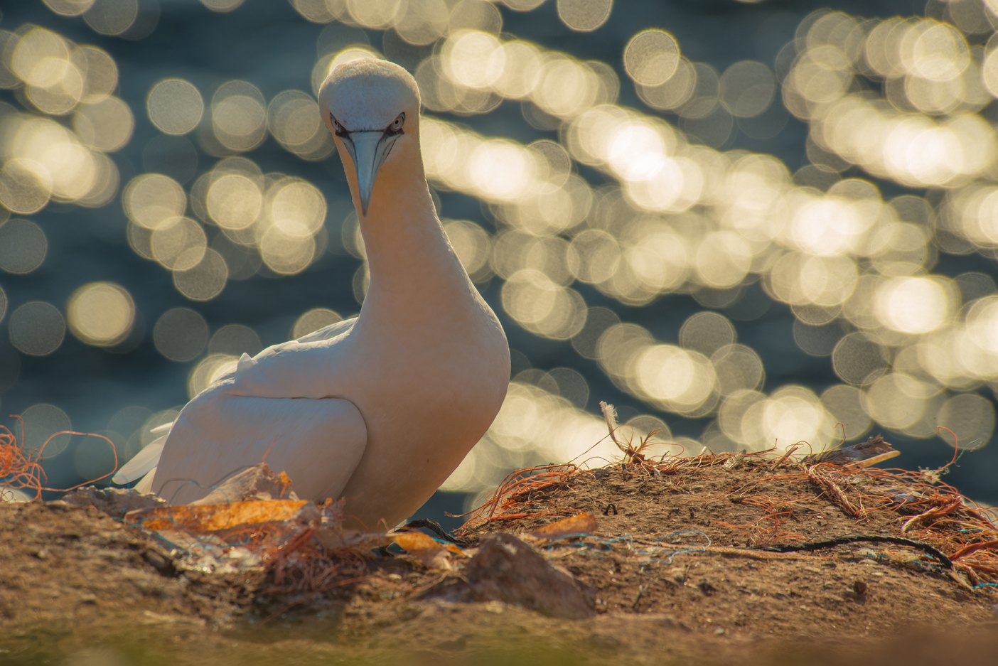 Basstölpel auf Helgoland