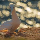 Basstölpel auf Helgoland